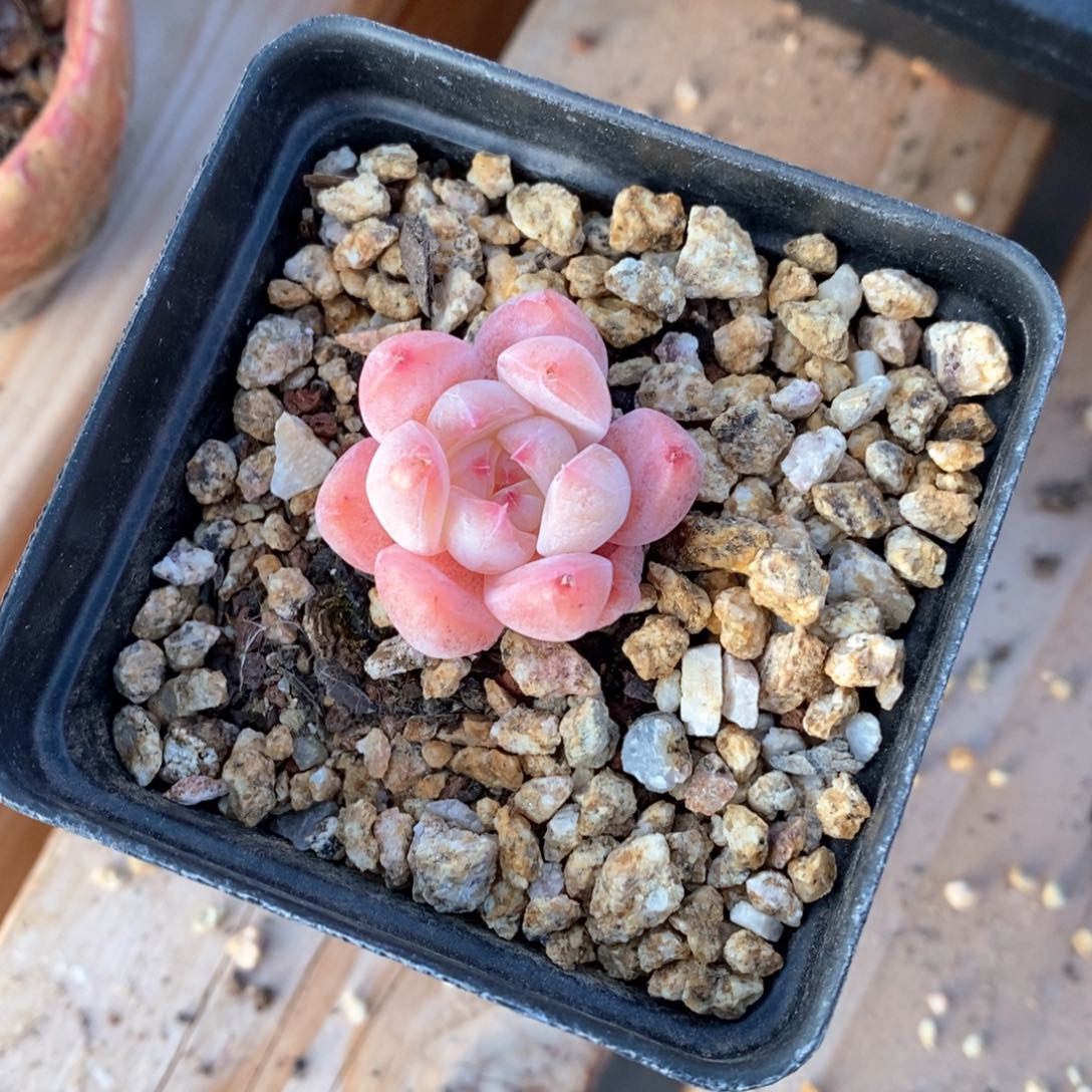 精品多肉一物一拍不包整68