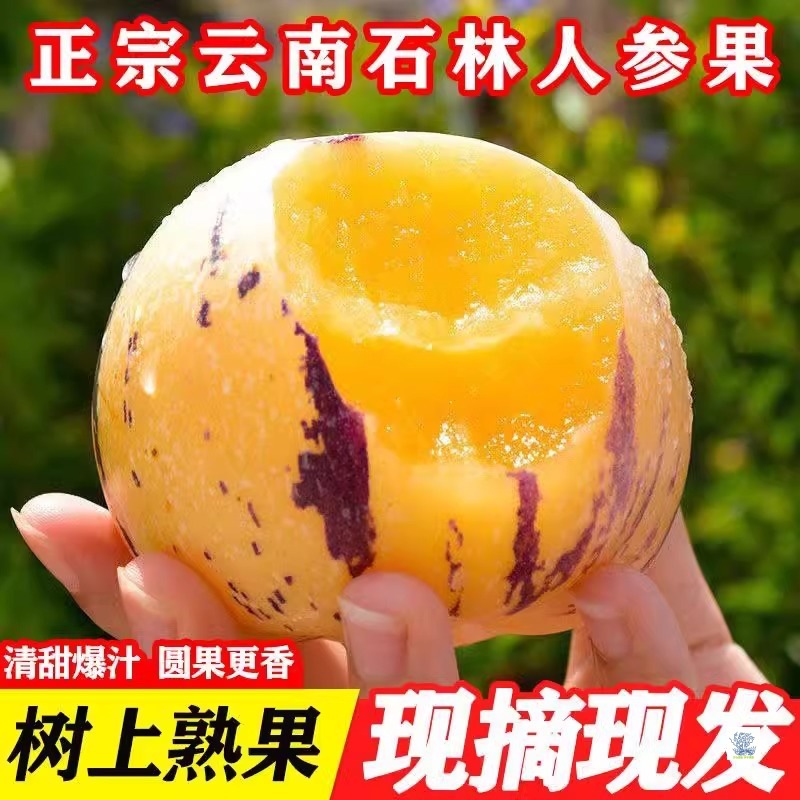云南石林人参果圆果黄皮黄肉新鲜现摘清甜可口【低热量水果
