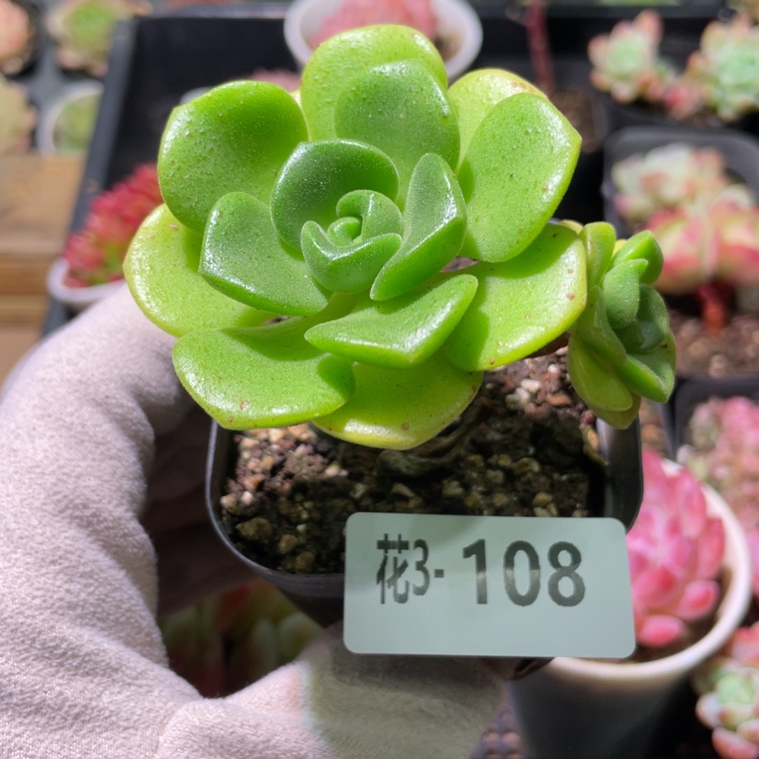 花利美3-108百合莉莉