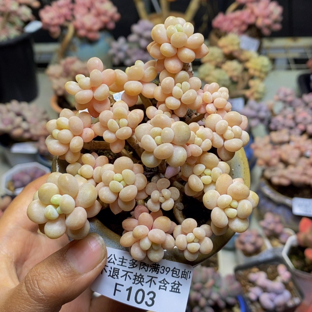 103鱼子酱多肉7c m