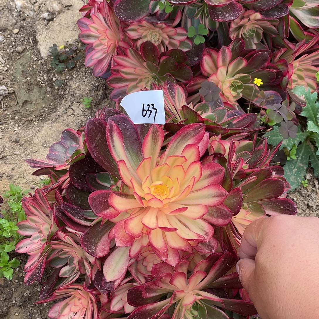 老五63311111111111111