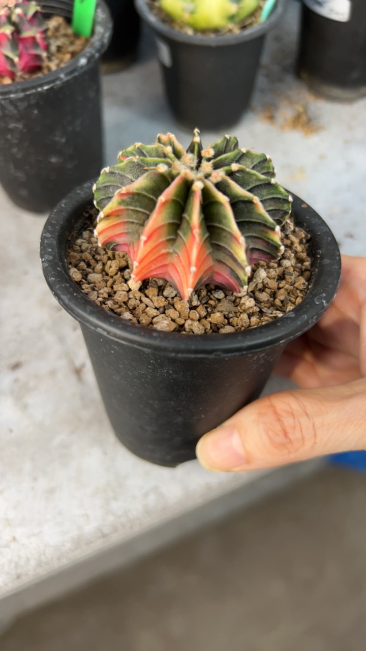 花仔专拍原始肋骨锦