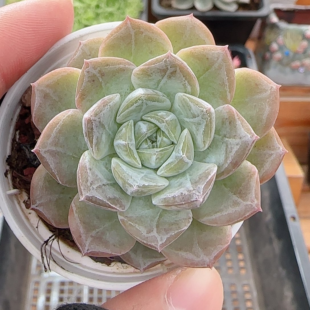 多肉0807-139暗纹系