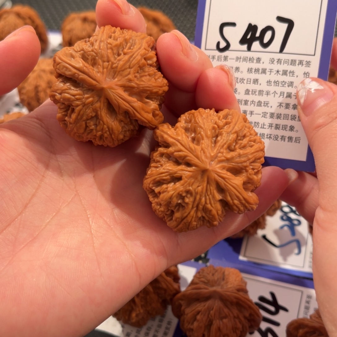 核桃S407号粗筋43尺