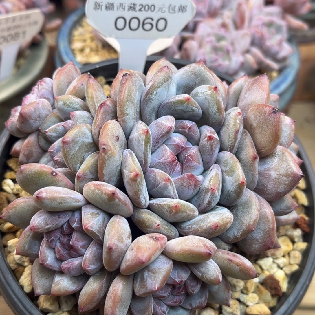 绿底紫心060/13cm7头