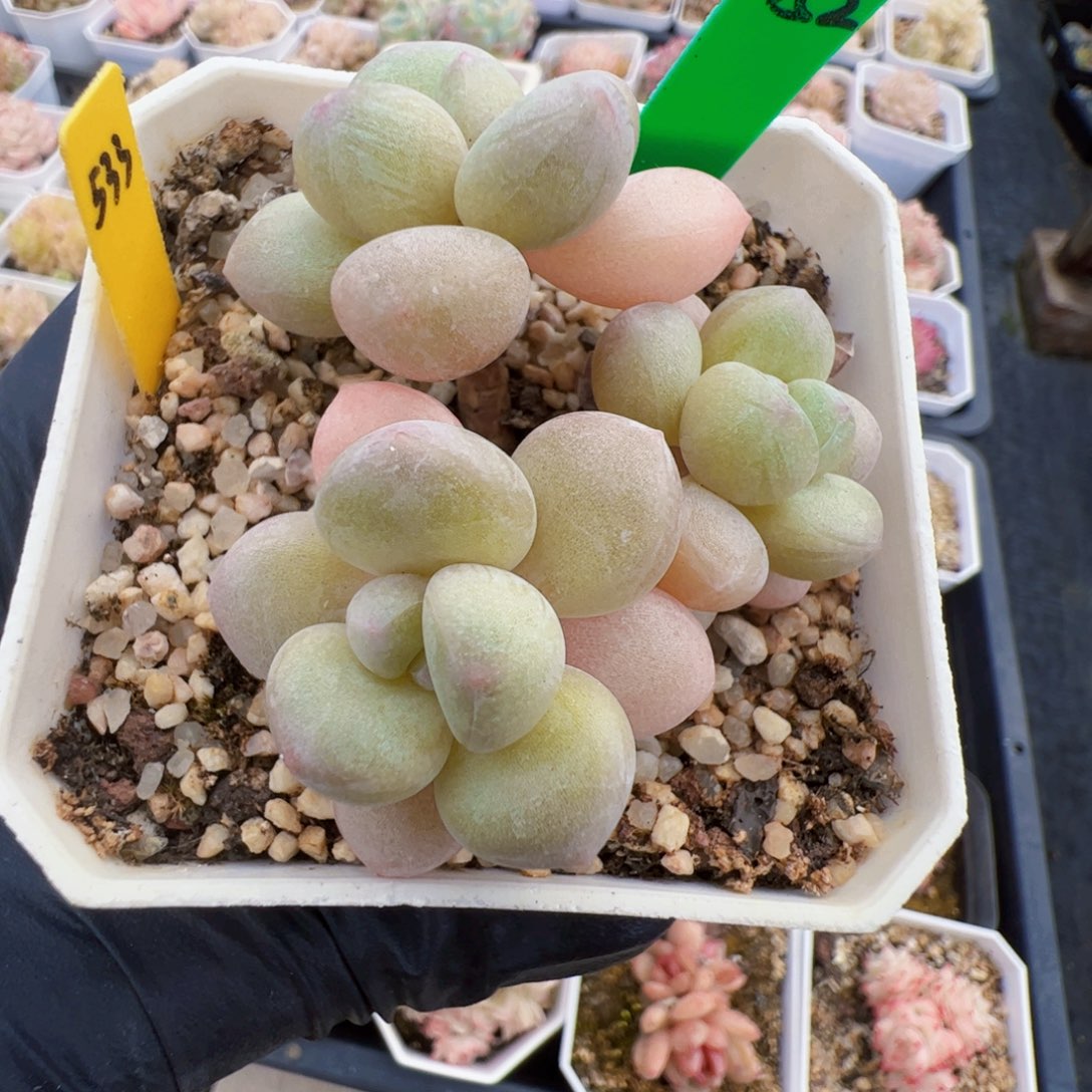 152 星宝精品多肉