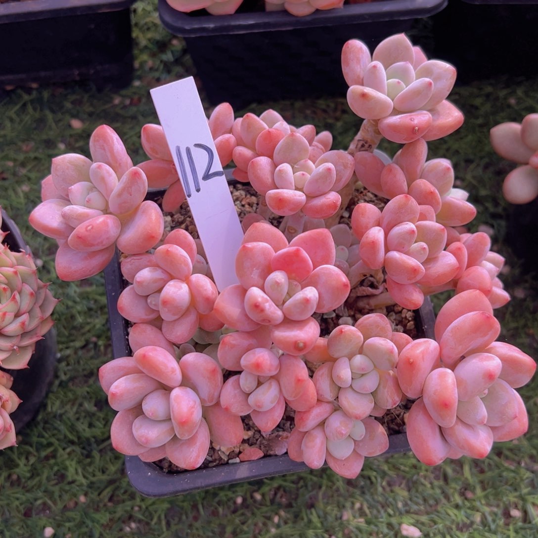 香玉等多种名贵的产品和服务