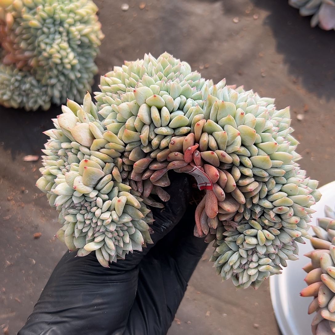 2号0000000000 000000