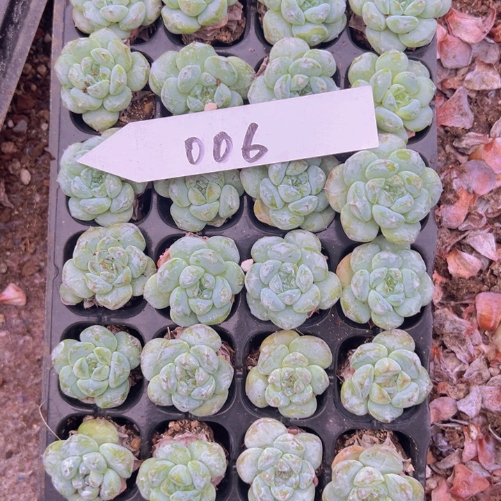 006琥珀冰冰超优选！