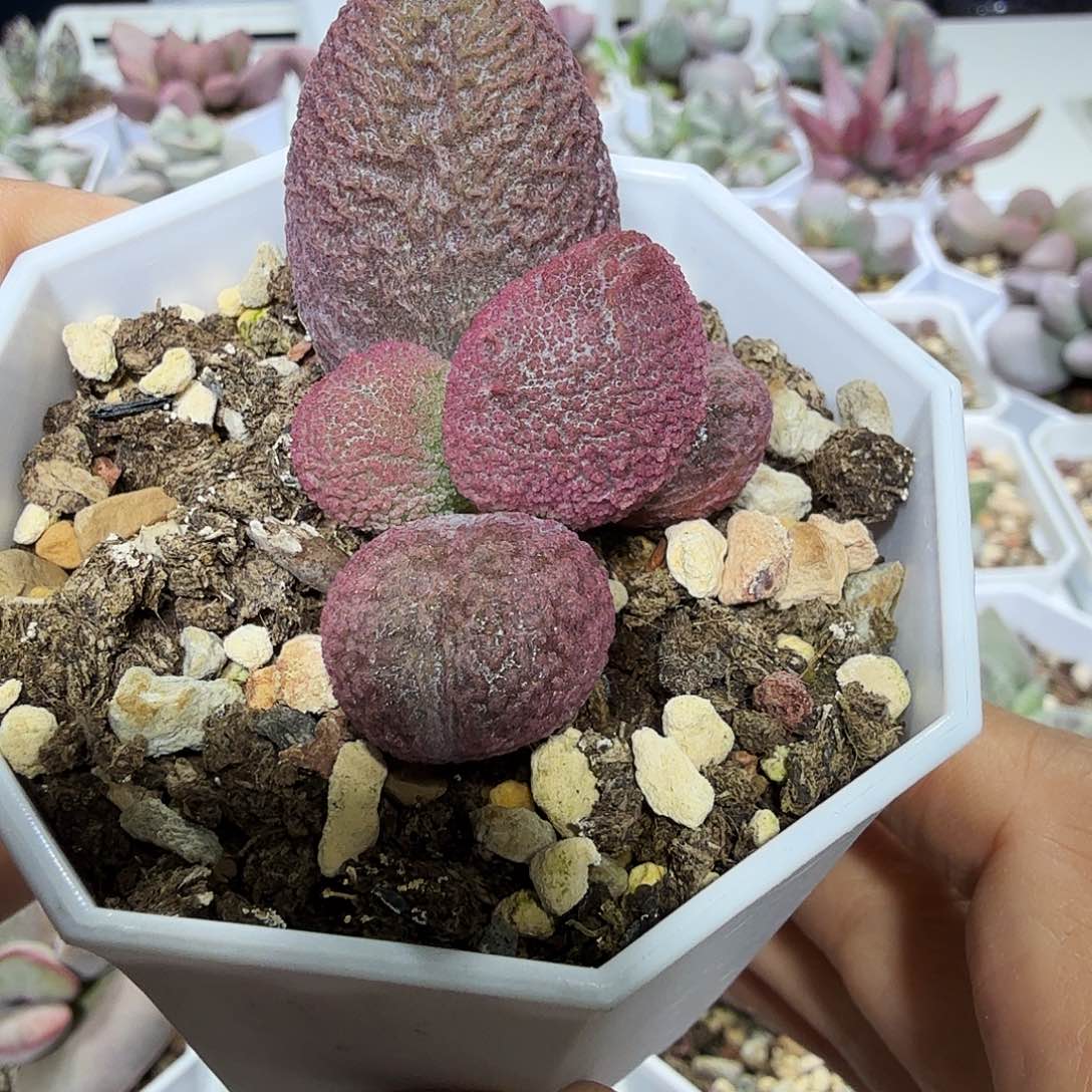 粉核桃水泡多肉植物