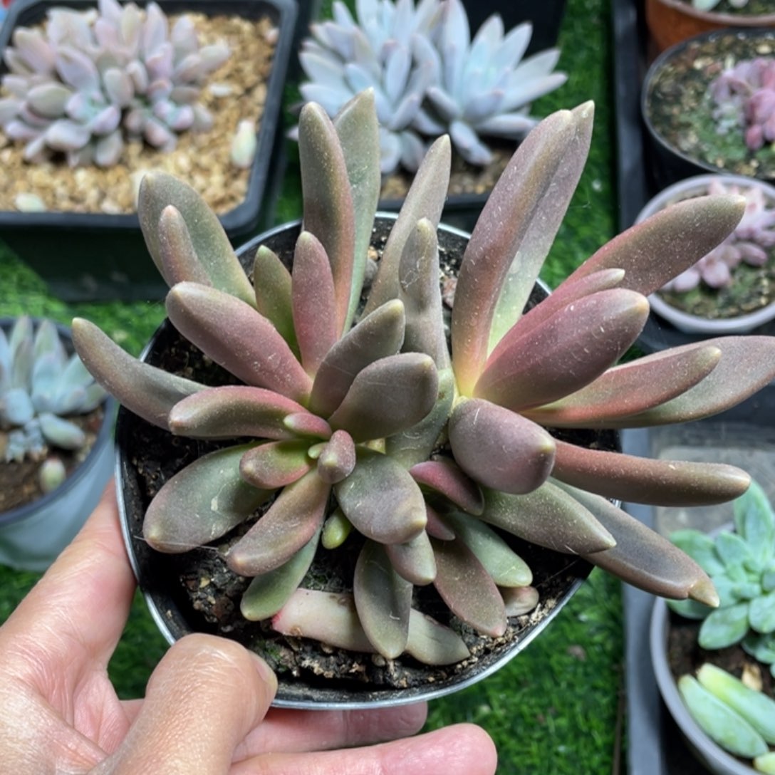 4头八爪鱼多肉植物