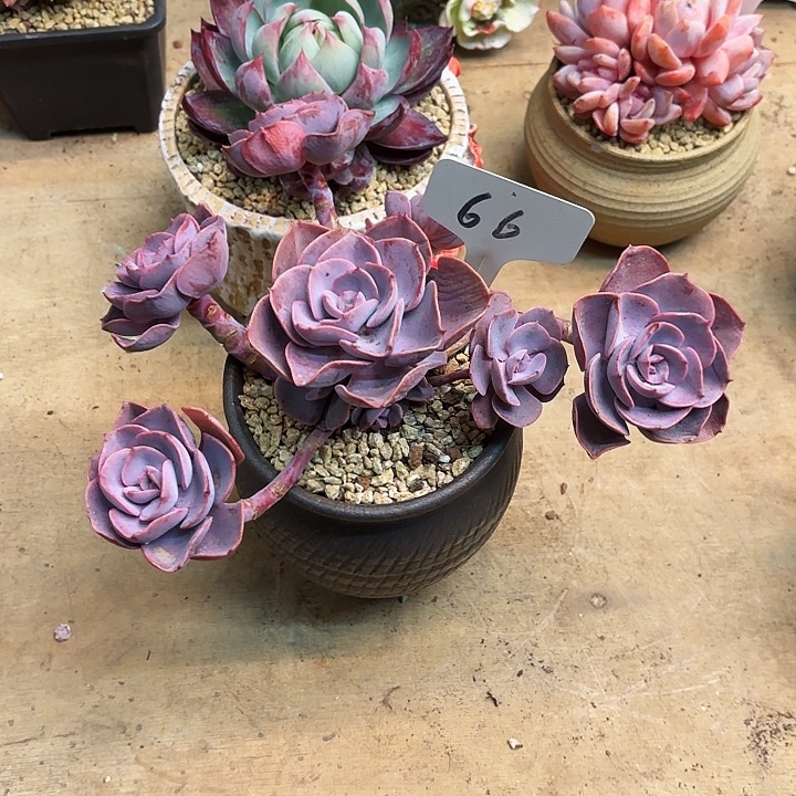 多肉植物，尘埃玫瑰66号