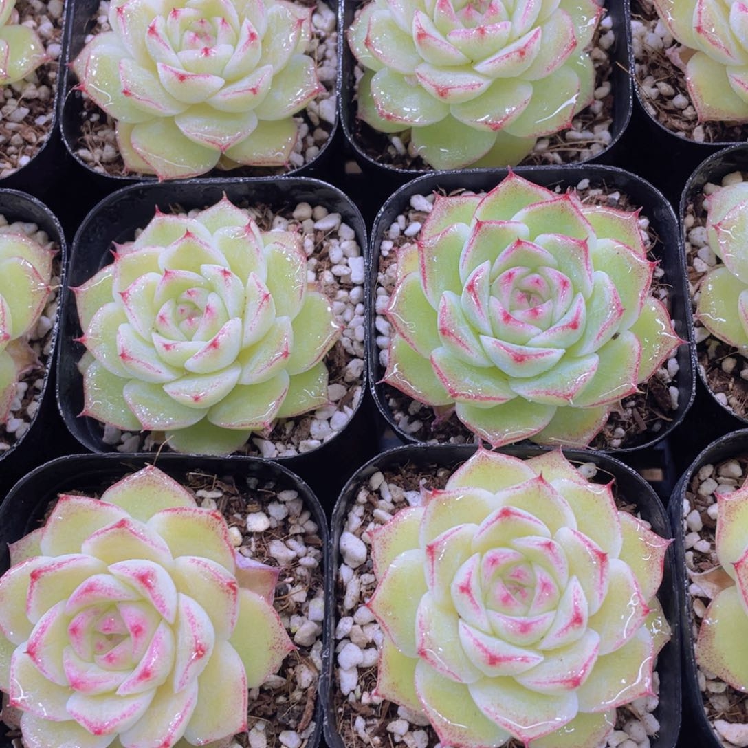 量拍112号 睫毛冰透珍妮女王单头一个