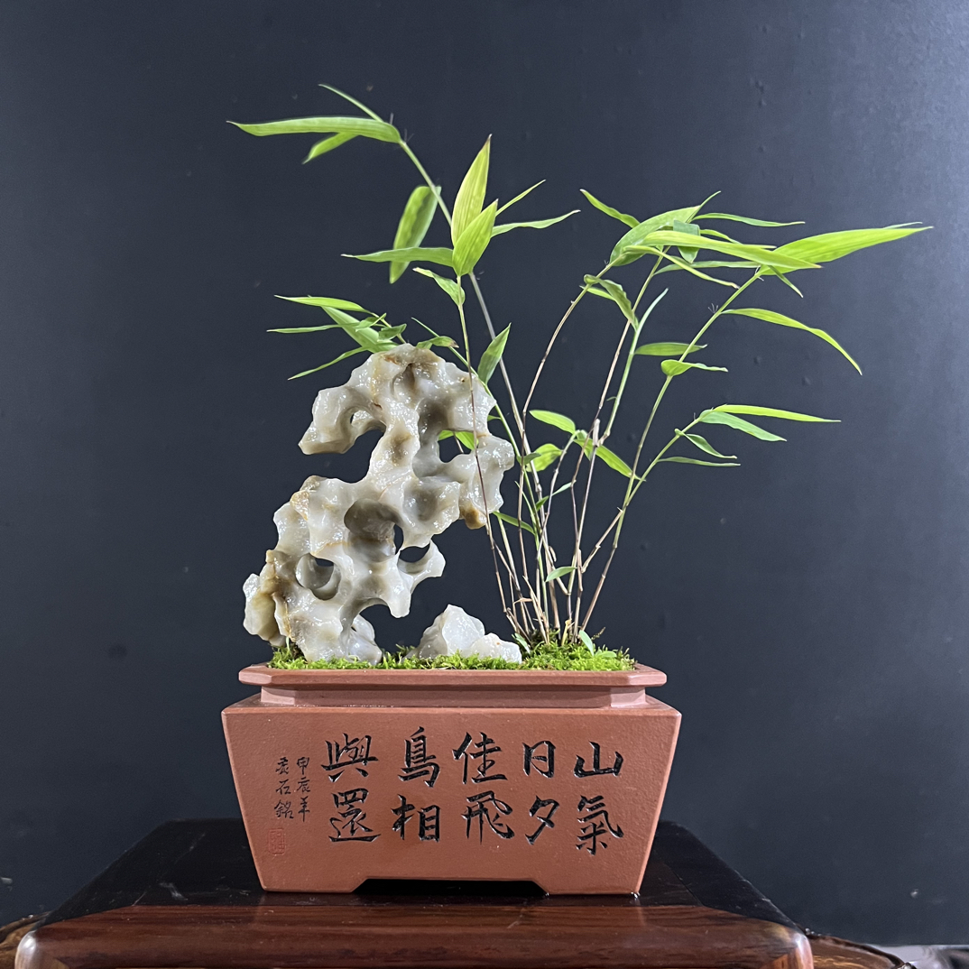 盆景，内门竹，全手工紫砂盆，与玲珑石，盆长12，高度25