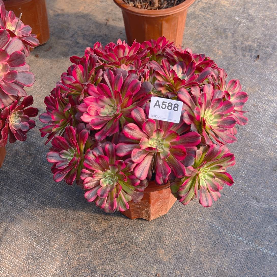 妞**9588美亚法师，多肉植物