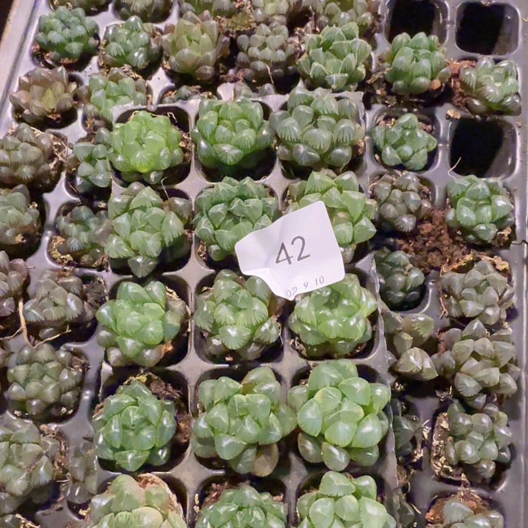 直播福利一物一拍42
