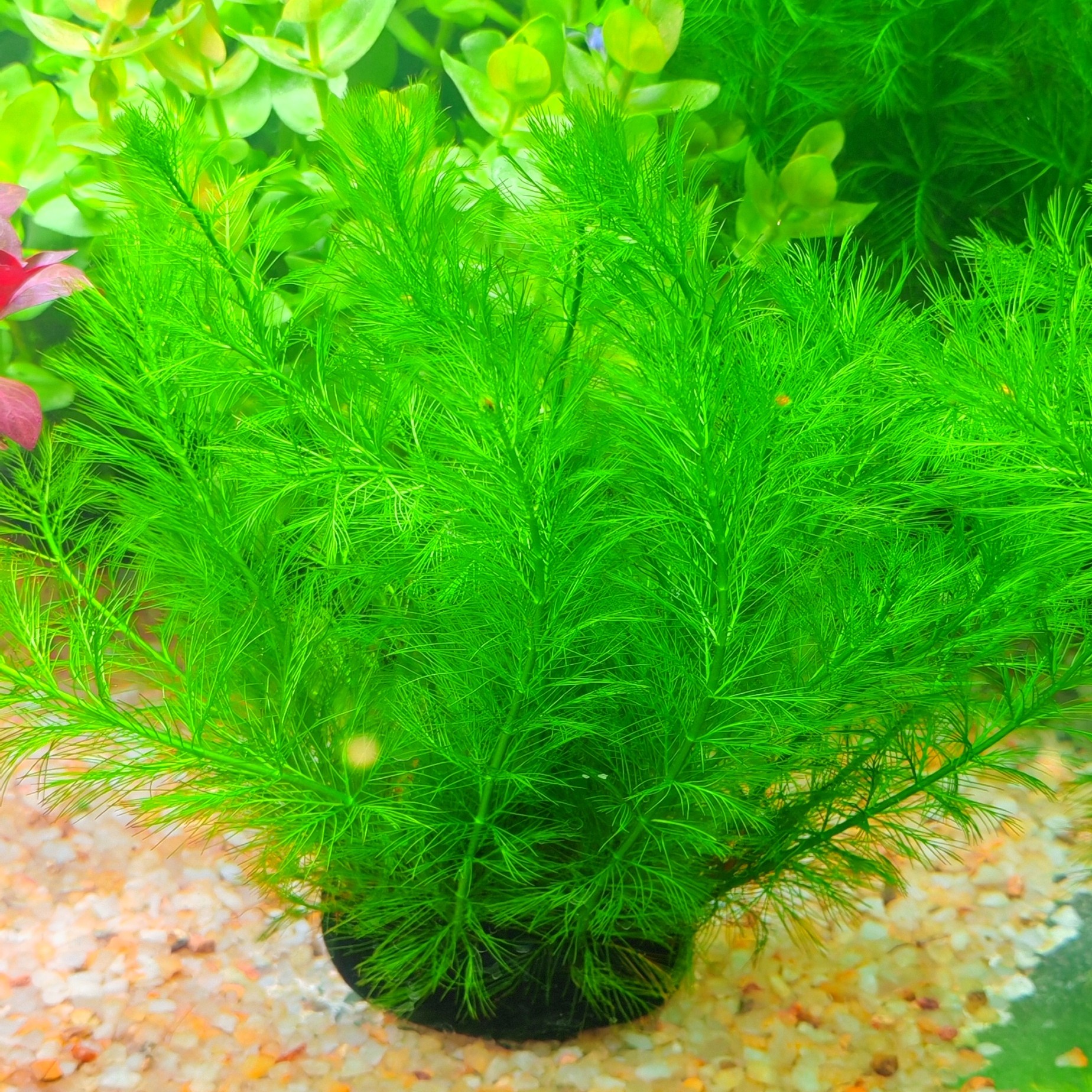 羽毛坨草鱼缸造景水草真植物