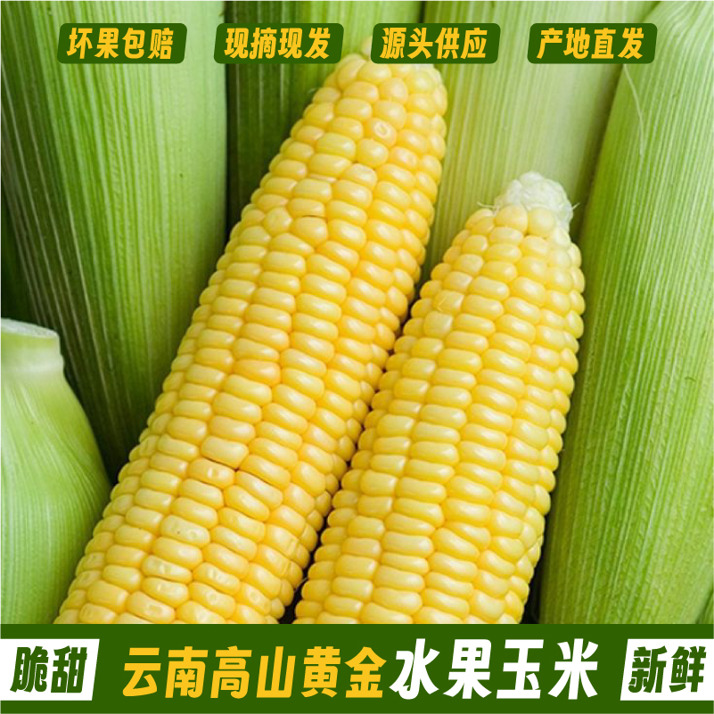 云南高山水果玉米高原生态种植老农家新鲜现摘现发甜玉米棒子苞米