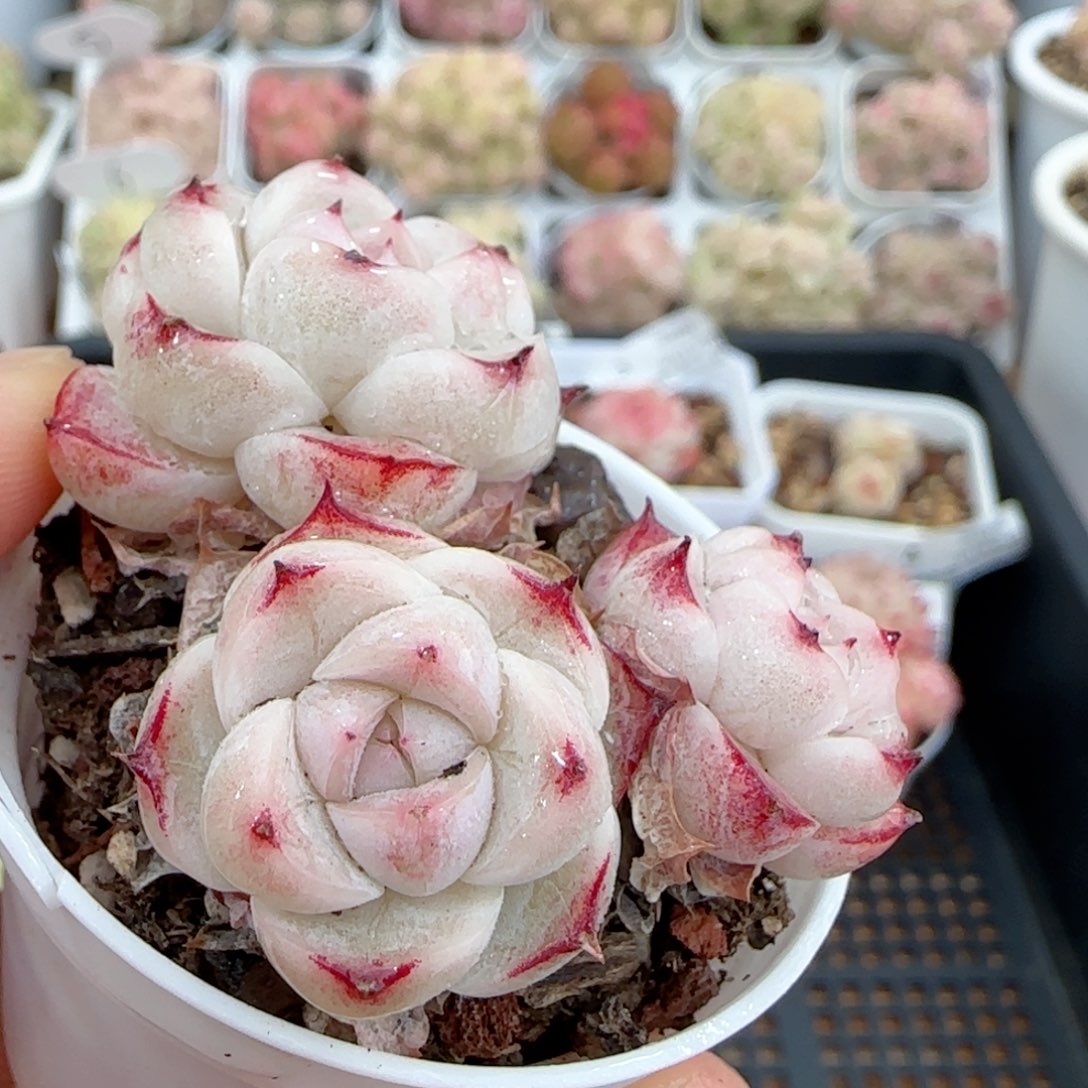 【闪购商品】0130-11小魔仙