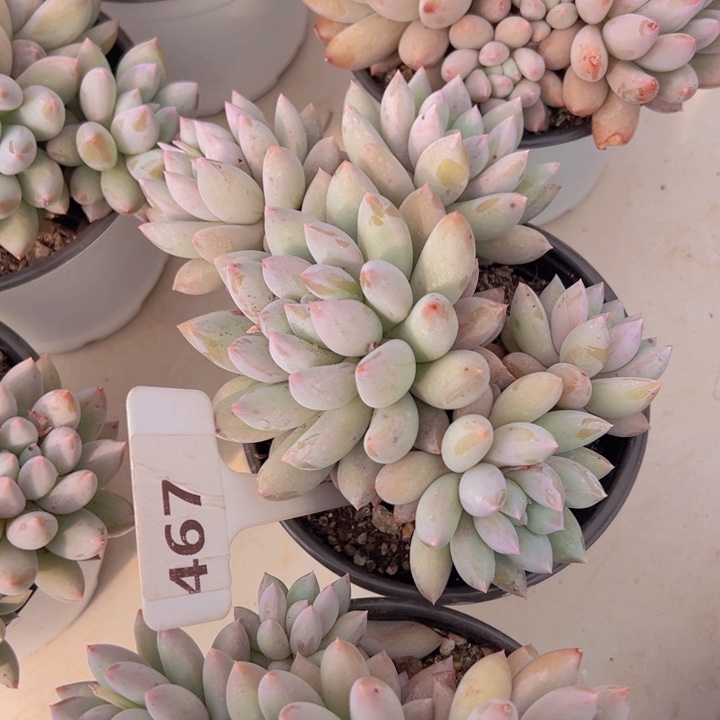 健健康康平平安安