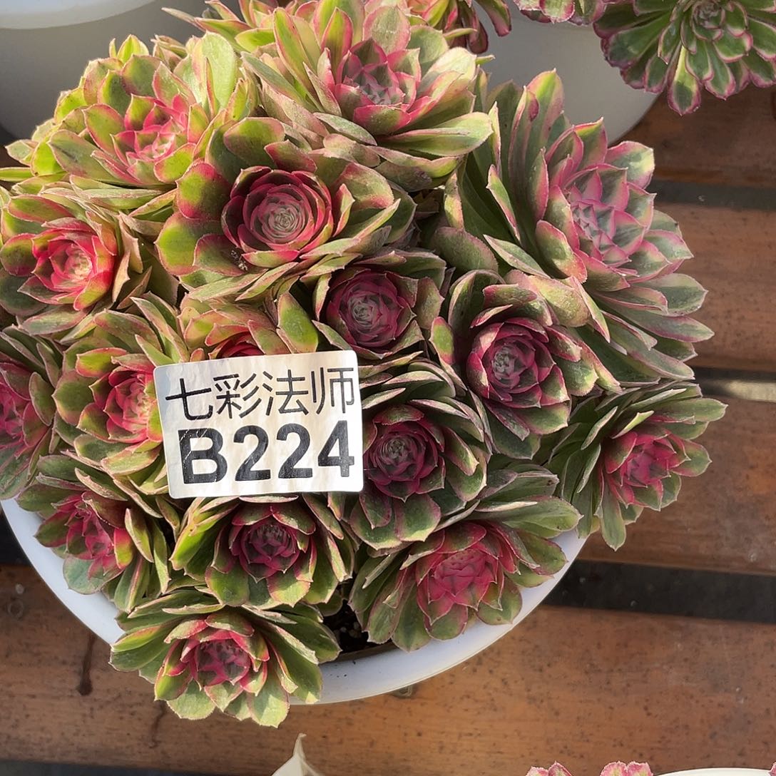 q***x暖暖法师224倾颜太哥哥和姐姐家