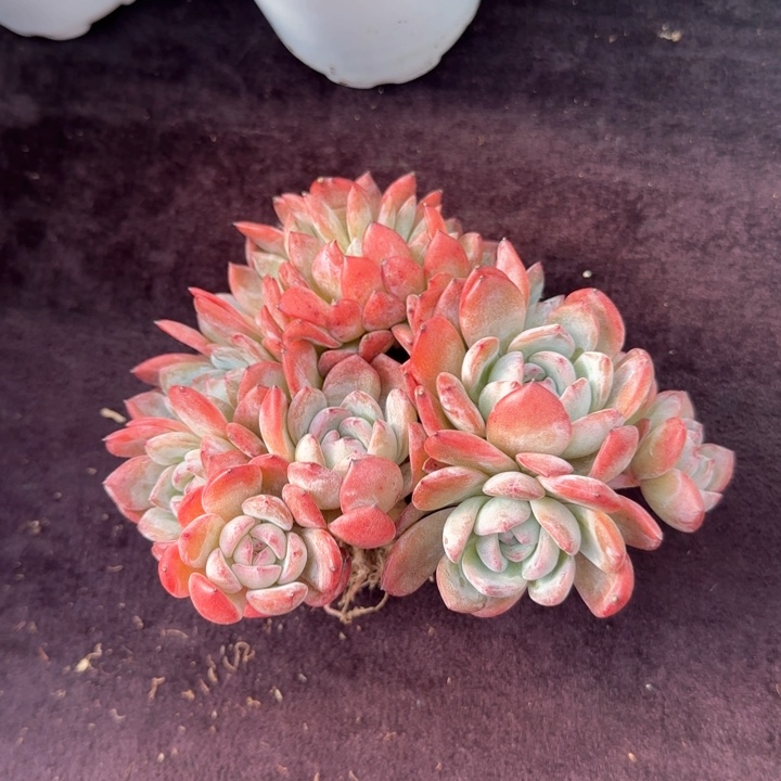 15厘米左右一物一拍的