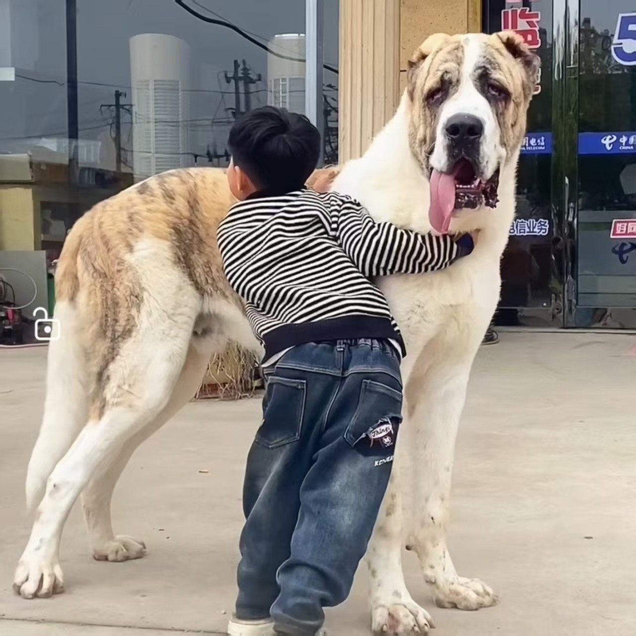 【梅子中亚猛犬】中亚牧羊犬狗狗宠物活体大型犬护卫犬