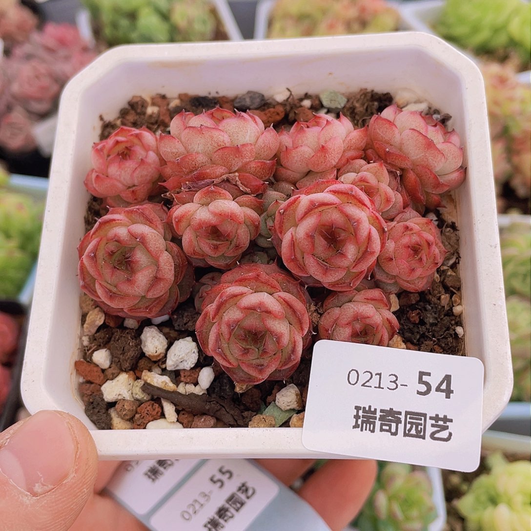 0000000000054一物一拍