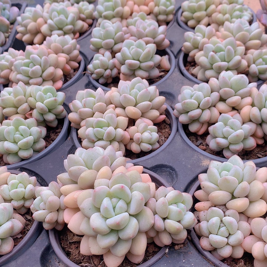 泡泡唐群里4567889分钟都在