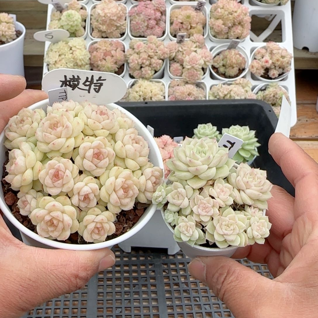 【闪购商品】0209-53（ttp-114）