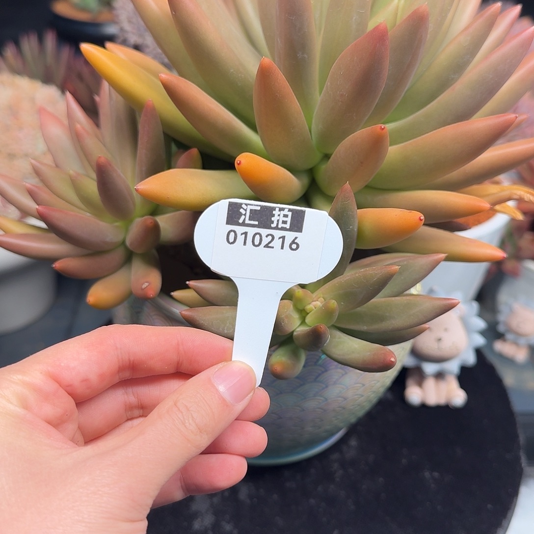 精品多肉植物010216