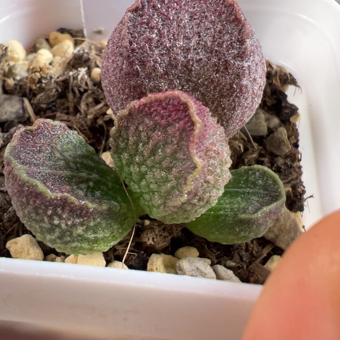 w颗粒款实生新品多肉植物