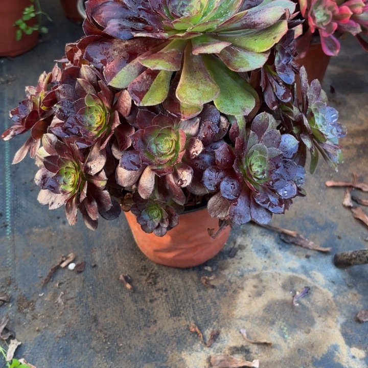 瑞妈多肉园艺163。黑美人