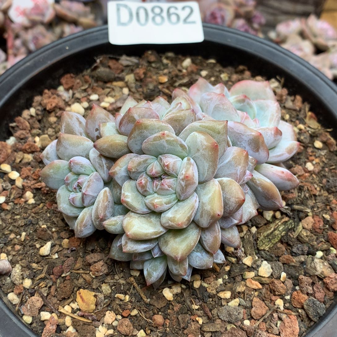 D0862 小脸9头星影开播福利
