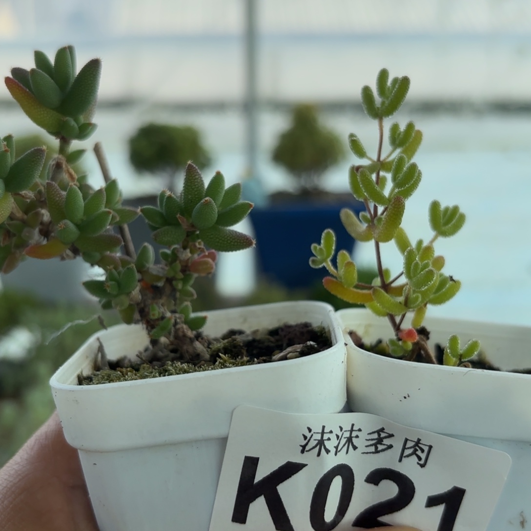 021玉米和冰糖组合