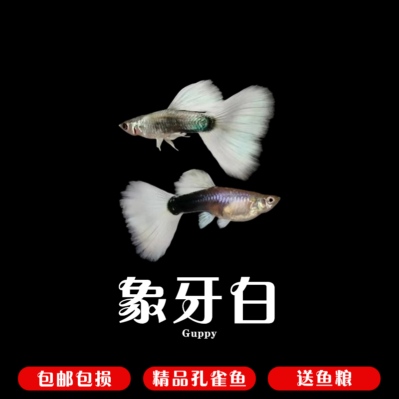 象牙白 精品孔雀鱼 小型热带胎生淡水活体观赏鱼（入缸不包损）