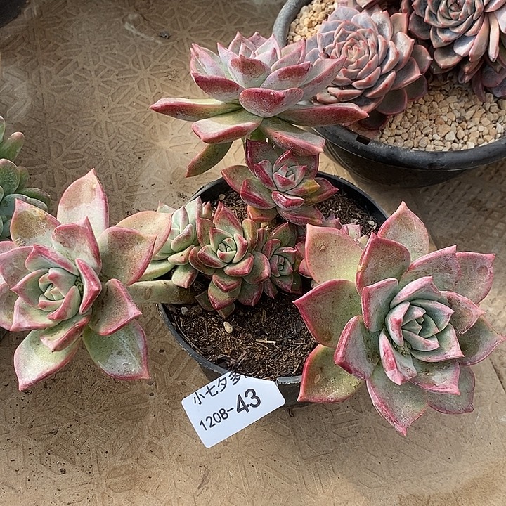 小七夕多肉冰月43