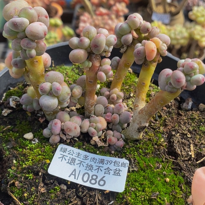 韩版四代苹果奶8cm1086多肉