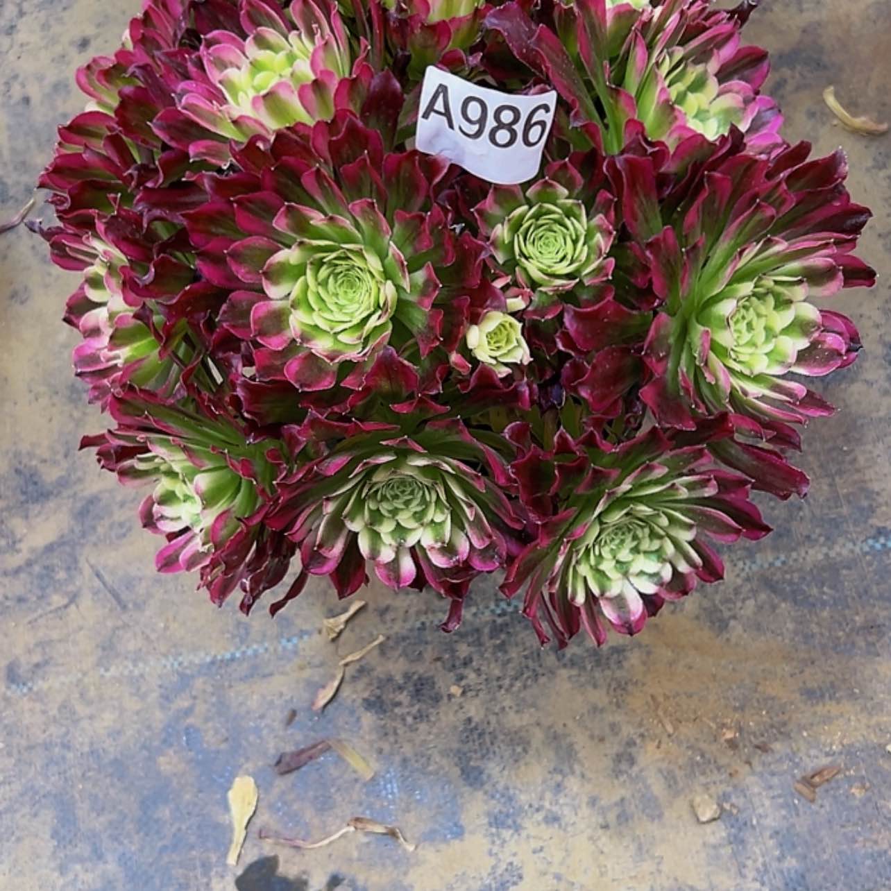 【闪购商品】创***潮多肉植物986水木年华 