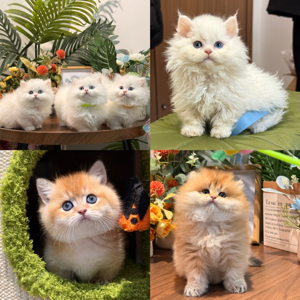 壮实说猫专用活体猫咪通用链接