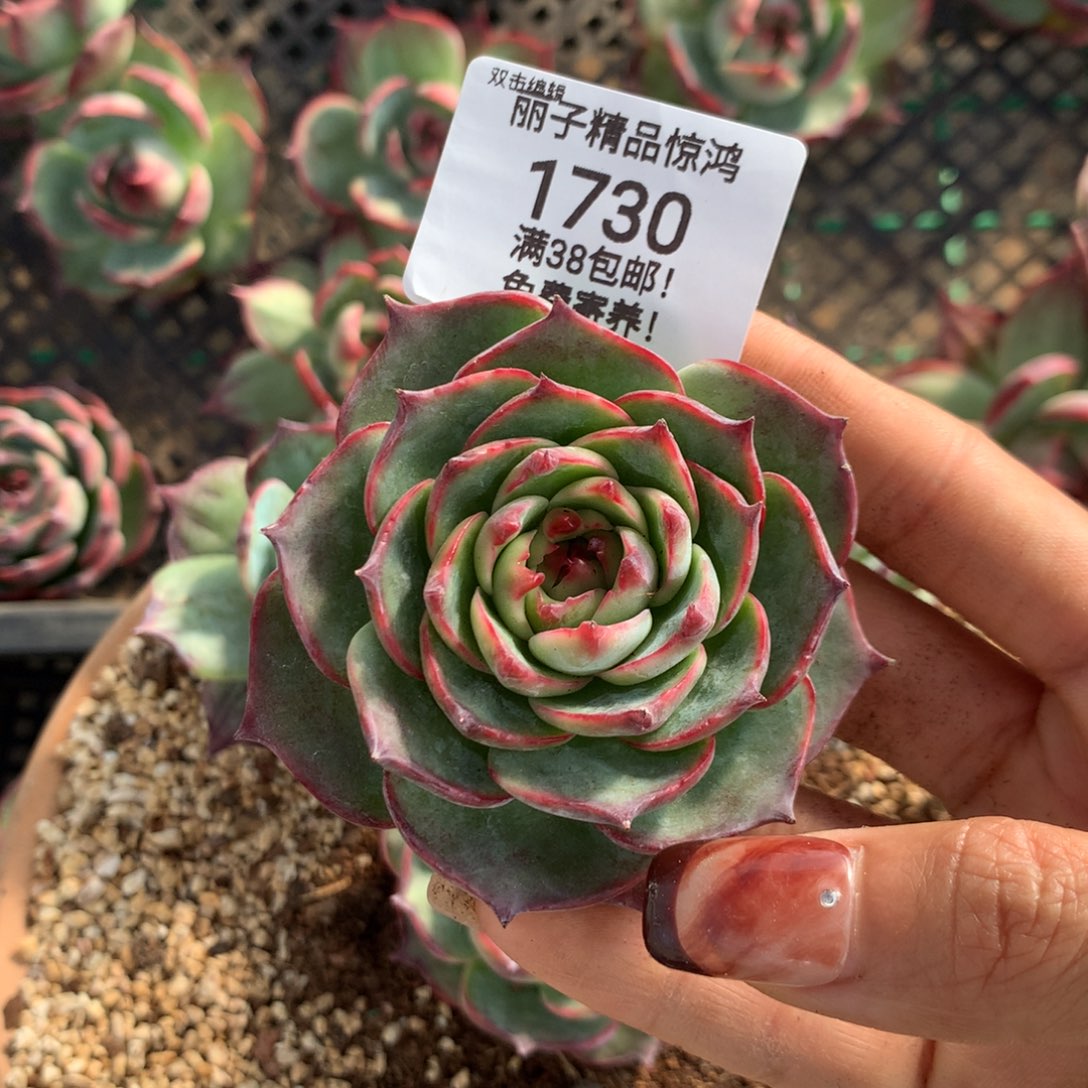 萱***儿1730号多肉植物6厘米