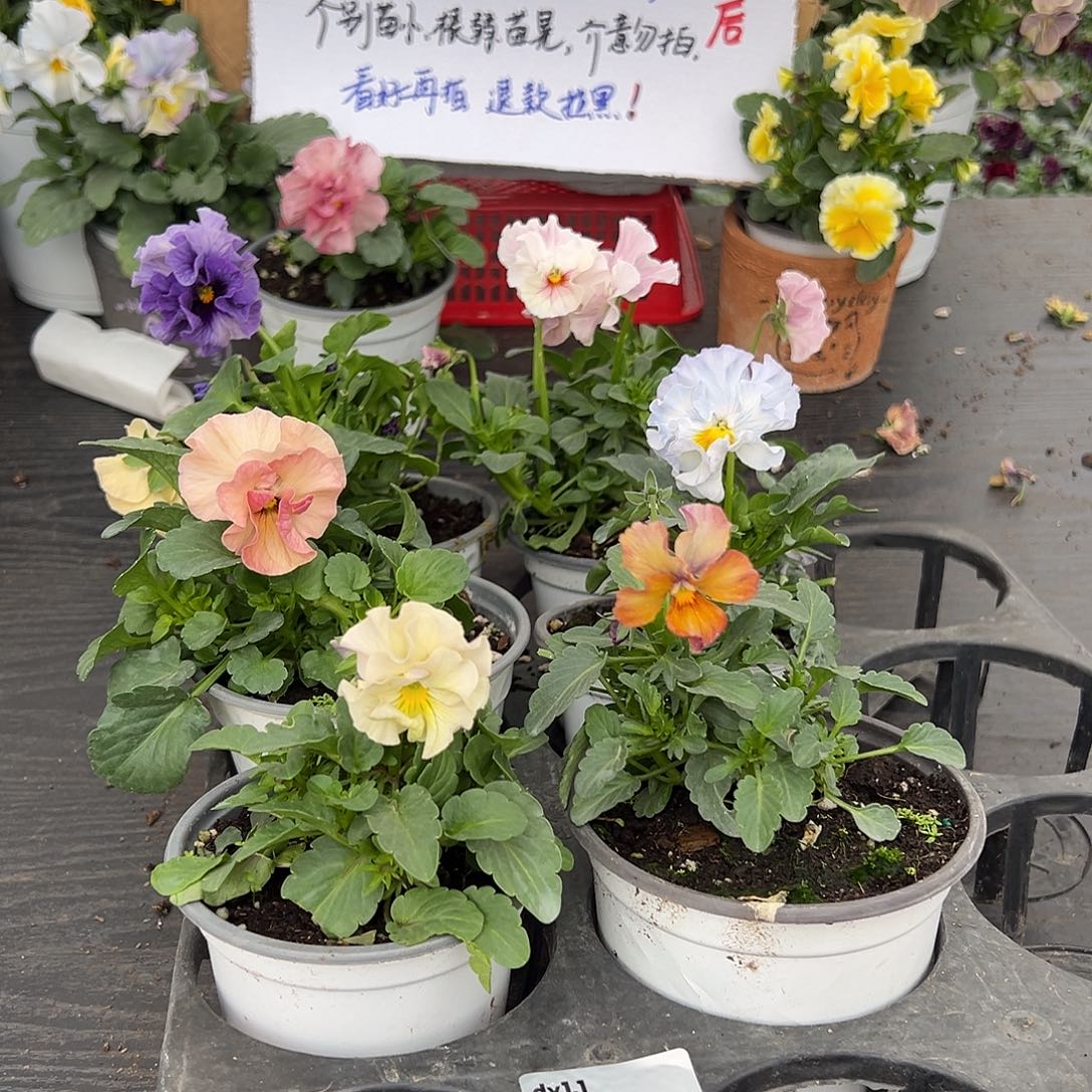 大部分花苞少量开放320号