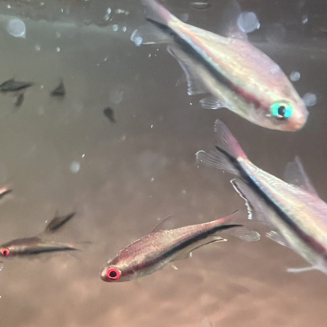 【兄弟精选】彩虹帝王 一对（两条）热带观赏鱼 集邮