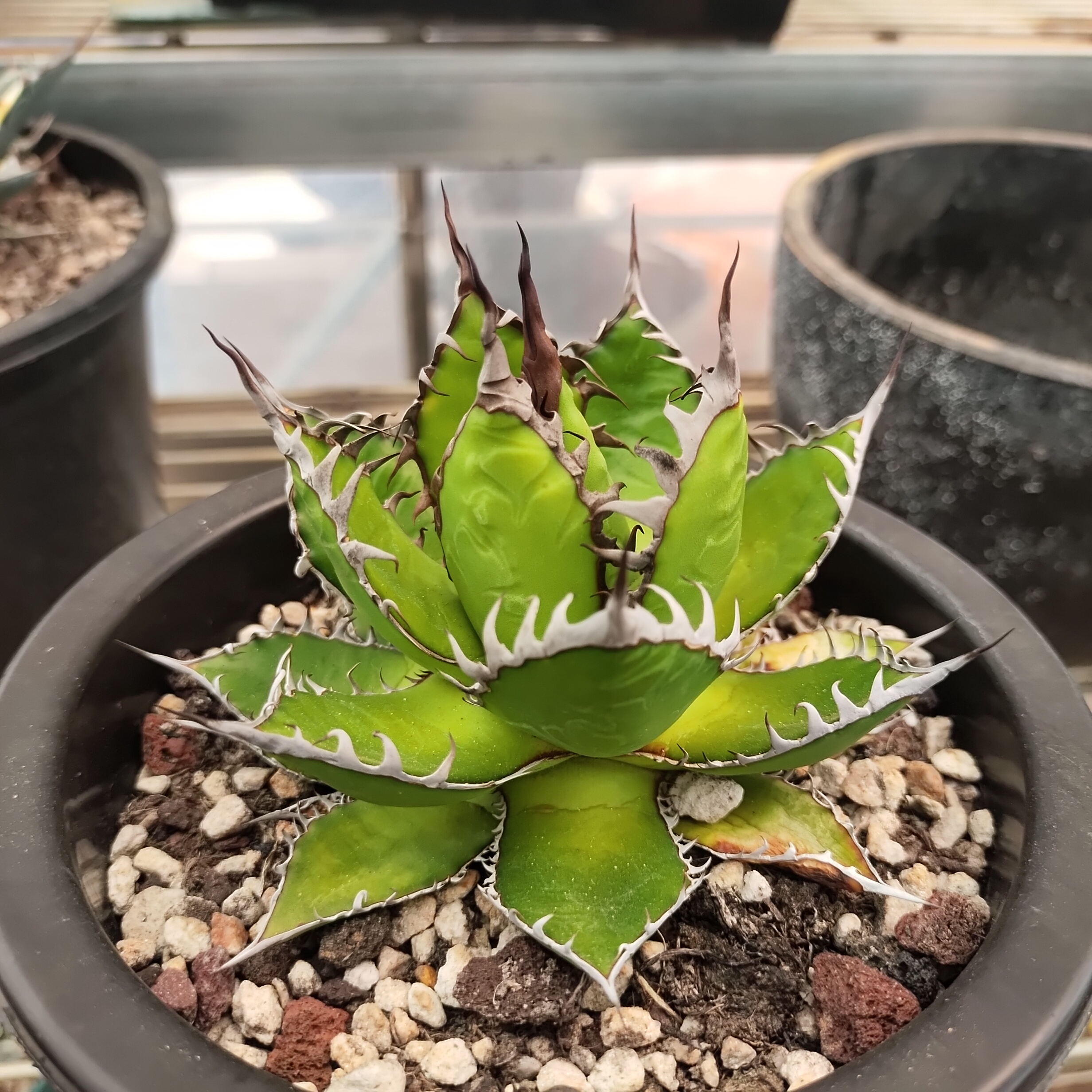 强刺霍利达13cm  沙生植物多肉植物