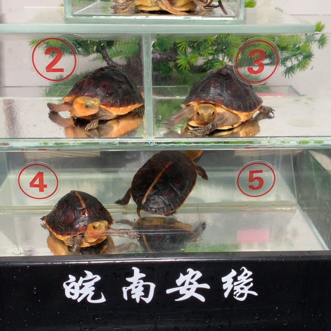 公母搭配宠物龟简*