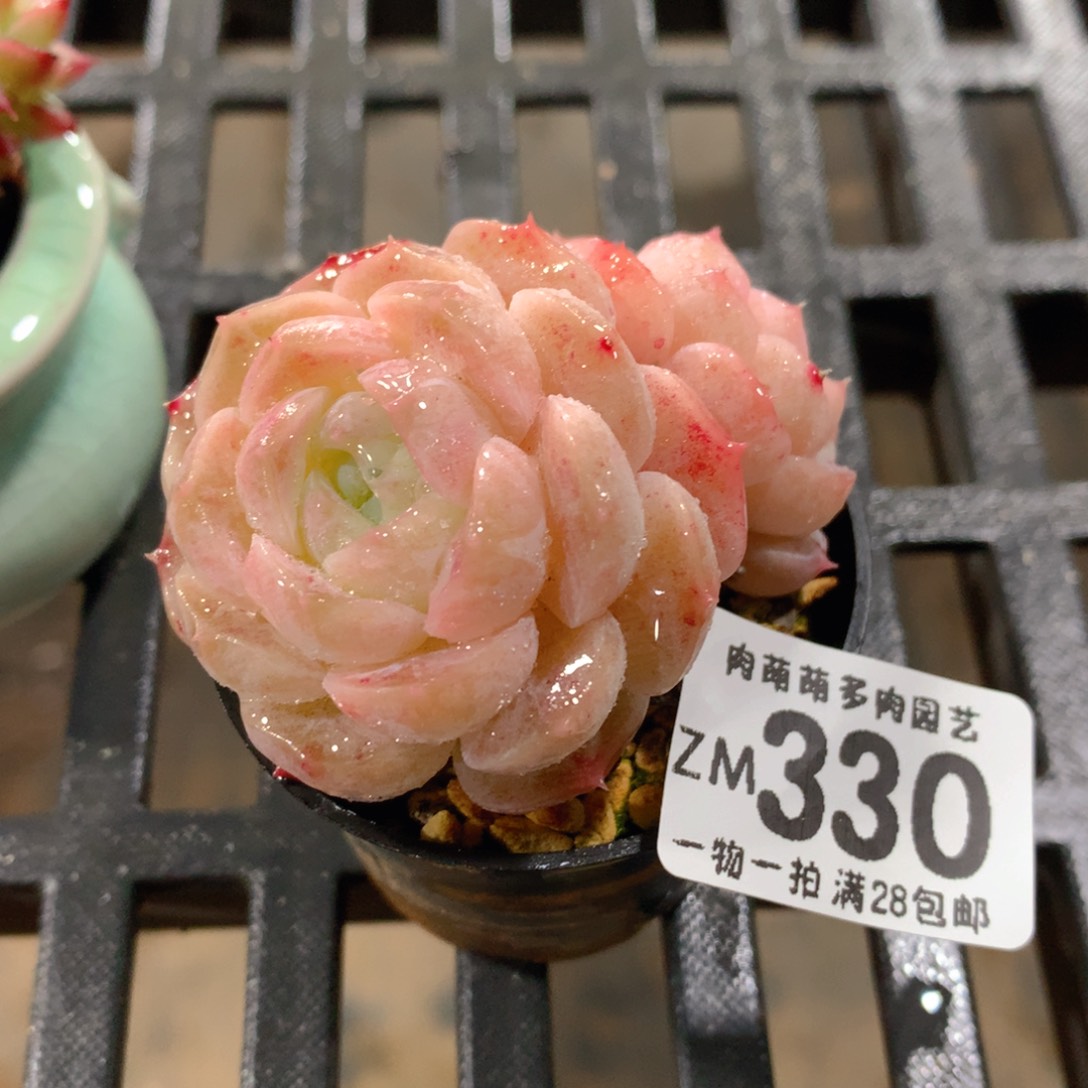 肉萌萌拇指盆精控多肉ZM330