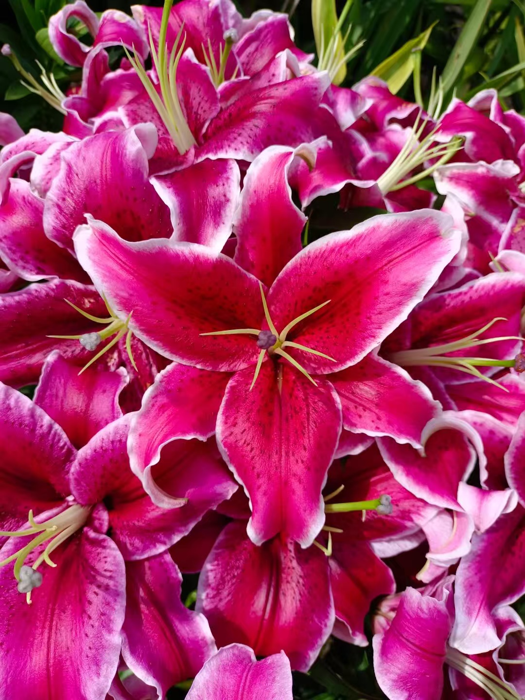 《黑美人》14/16香水百合花球 四季可种