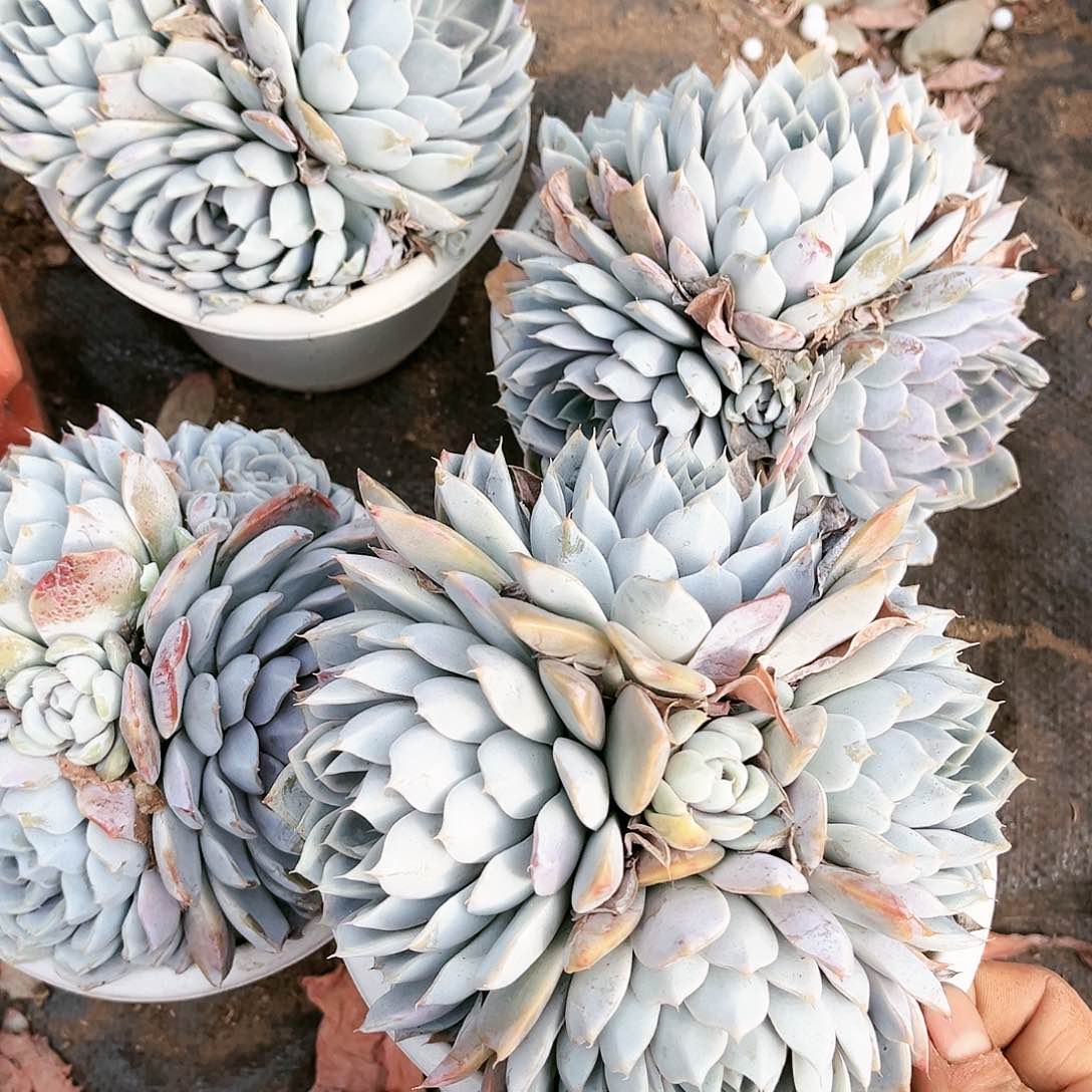 雪兔9.99多肉植物