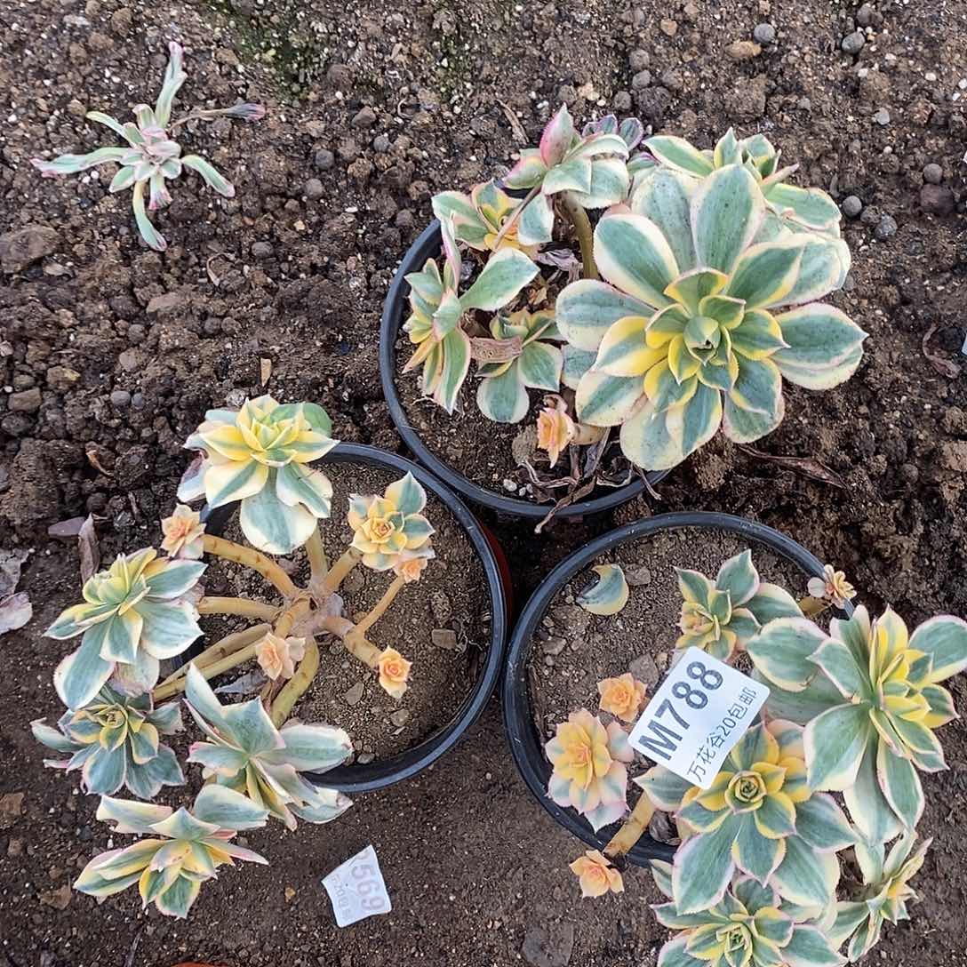 788灿烂三棵多肉植物无售后