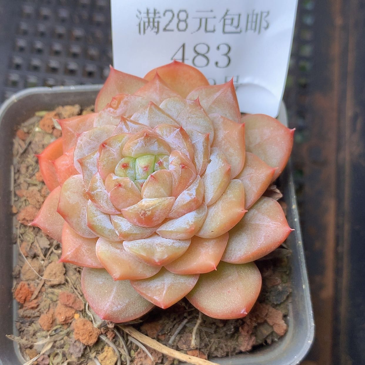 【闪购商品】云483号